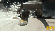 St Patricks Day Fun GIF by Brookfield Zoo