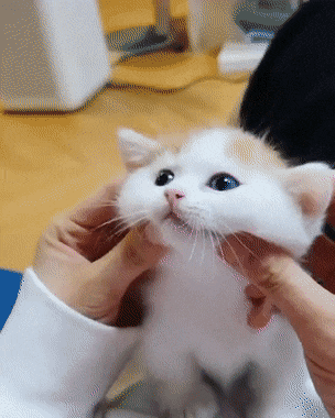 giffunme giphyupload GIF