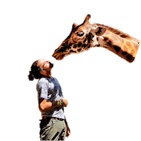 christianbyfield kiss travel viajes jirafa Sticker