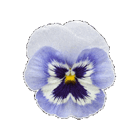 Blue Flowers Flower Sticker by Ball Horticultural Co
