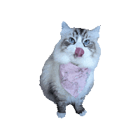 Pretty In Pink Princess Sticker by Geekster Pets