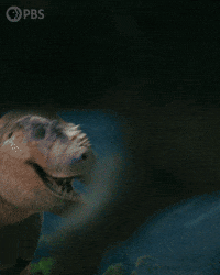Walking With Dinosaurs Dinosaur GIF by PBS