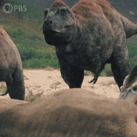 Disappointed Walking With Dinosaurs GIF by PBS