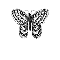 TheWildCuriosity illustration nature vintage science Sticker