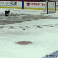 Sliding Ice Hockey GIF by NHL