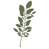 Leaf Inspiredbynature Sticker by zeeandelle