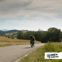 Lets Go Running GIF by SWR Kindernetz