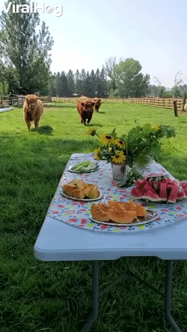 Highland Cows Chow Down on Picnic Buffet