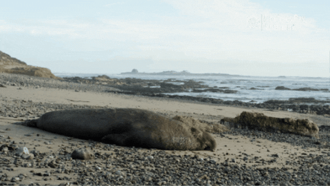 Elephant Seal Sleeping GIF by Monterey Bay Aquarium