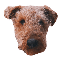 capeclasp dog beach cute dog fishy Sticker