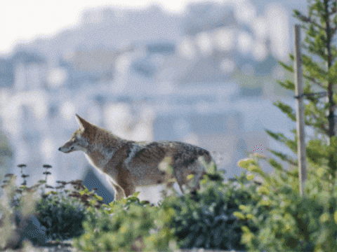 Coexist San Francisco GIF by Oakland Zoo