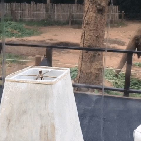 yj_jane giphygifmaker GIF