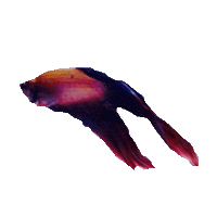 fish STICKER by imoji