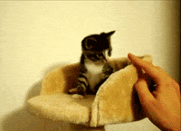 cat kitten GIF