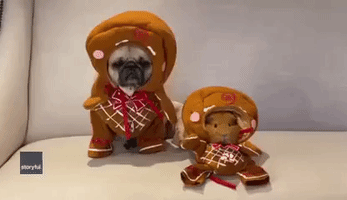 Owner Dresses Dog and Guinea Pig in Adorable Gingerbread Costumes