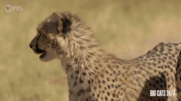 Cheetah Cub Chirping