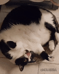Tired Cat GIF