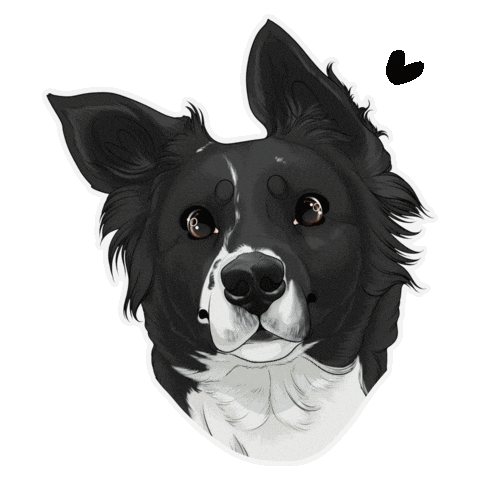Border Collie Dog Sticker
