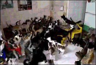 cat GIF