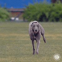 GIF by American Kennel Club
