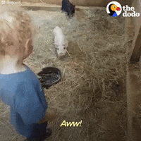 pig GIF by The Dodo