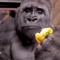 Bell Pepper Gorilla GIF