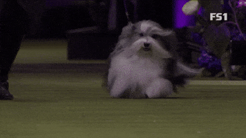 Bono the Havanese