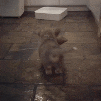 teddy GIF