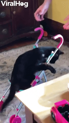 Kitty Climbs Into Stroller For A Ride GIF by ViralHog