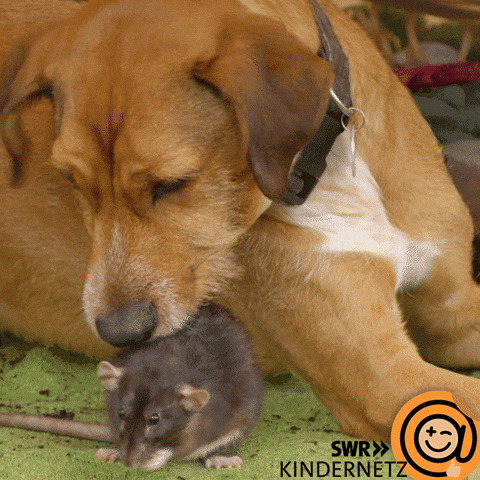 Tiere Bis Unters Dach Dog GIF by SWR Kindernetz
