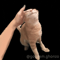 Cat Pet GIF