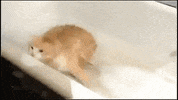 fat cat GIF