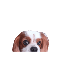 Dog Cavalierkingcharlesspaniel Sticker