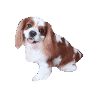 Dog Cavalierkingcharlesspaniel Sticker