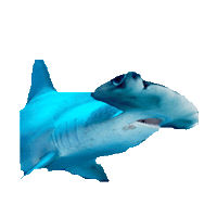 shark STICKER by imoji