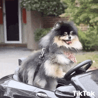 Dog Mercedes GIF by TikTok