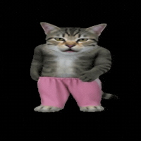 Cat Kitten GIF by POST-WEB