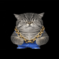 Cat Gold GIF by POST-WEB