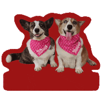 Happy Dog Sticker by Awesome Pawsome Treats