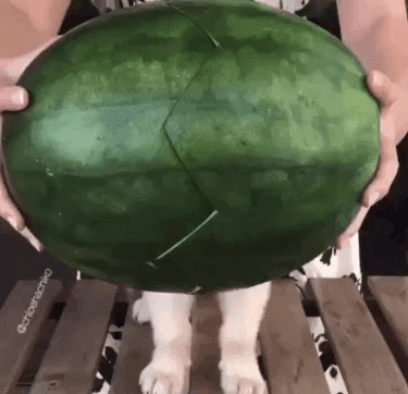 Jab116 giphygifmaker giphygifmakermobile GIF