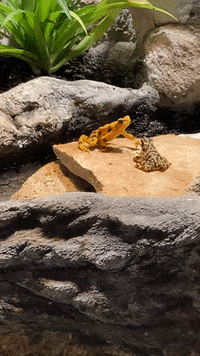 Jump Frog GIF by Brookfield Zoo Chicago