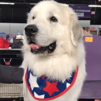westminster dog show dogs GIF by Westminster Kennel Club