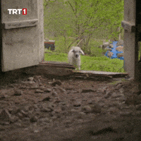 Goat Sheep GIF by TRT