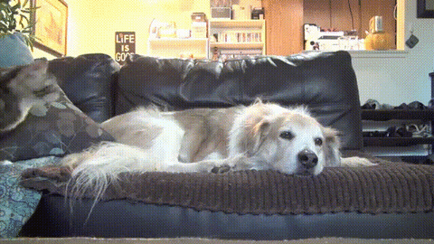 jumping golden retriever GIF by Testing 1, 2, 3
