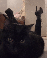 Cat Tea GIF by Respective