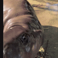 Pygmy Hippo Rage GIF