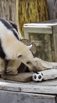 World Cup Football GIF
