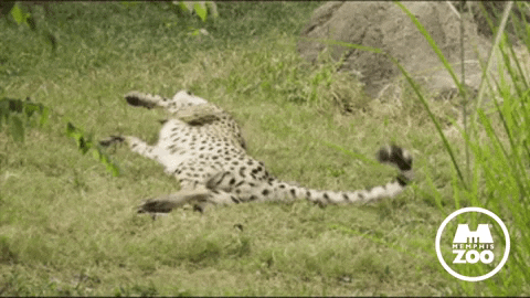 Cheetah Rolling GIF by Memphis Zoo