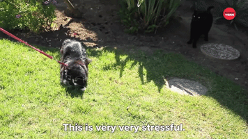 This is Very Very Stressful