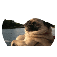 relax pug STICKER by imoji